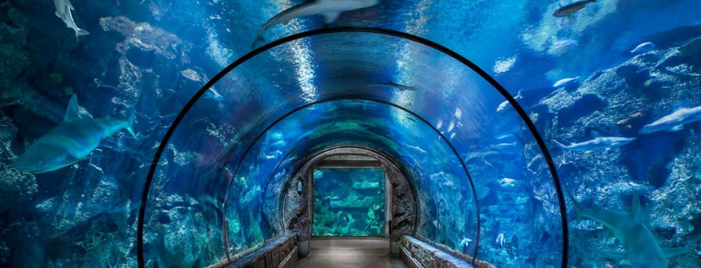 Let's Visit the Shark Reef Aquarium Vegas!