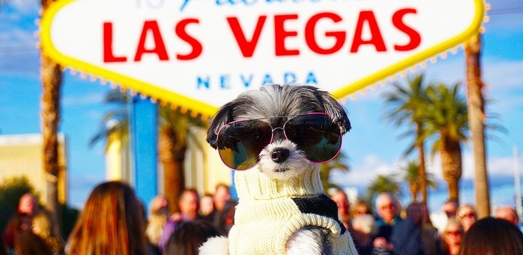 Can You Bring Your Dog to Las Vegas?