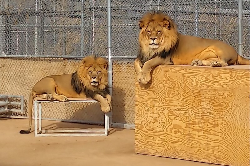 Go Into the Wild: Visit The Lion Habitat Ranch