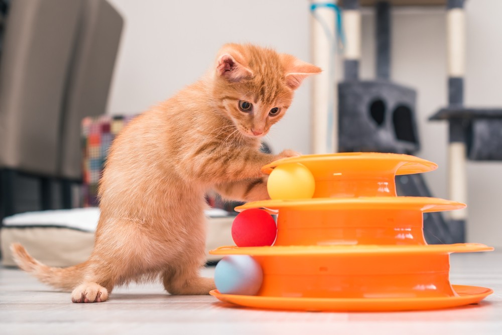 Relax and Play With Kittens at This Adorable Cat Cafe