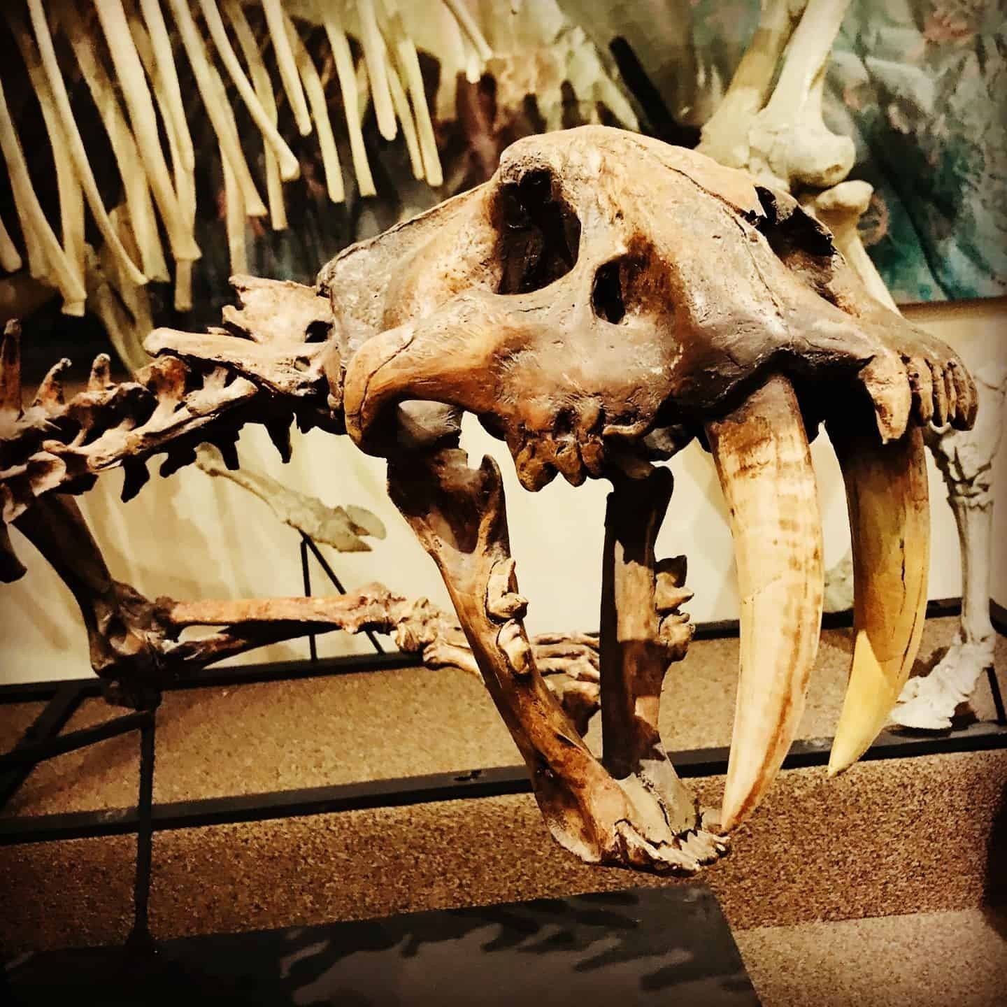 Visit The Las Vegas Natural History Museum