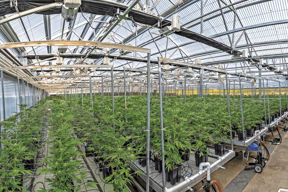 Inside Nevada's Largest Weed Facility