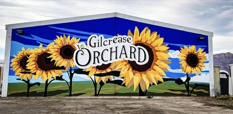Hand Pick Your Own Sunflowers at Gilcrease Orchard