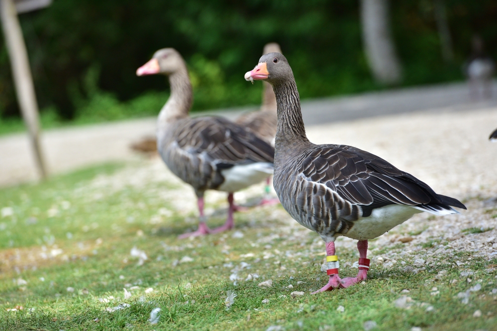 geese at wildlife park 