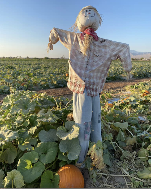 Experience A Local Fall Tradition