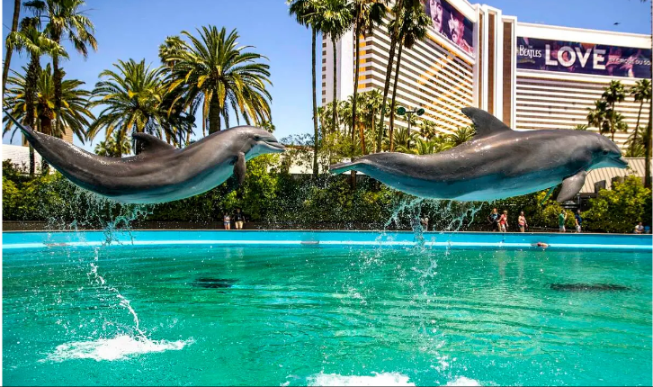 What Happened to the Dolphins at the Mirage?