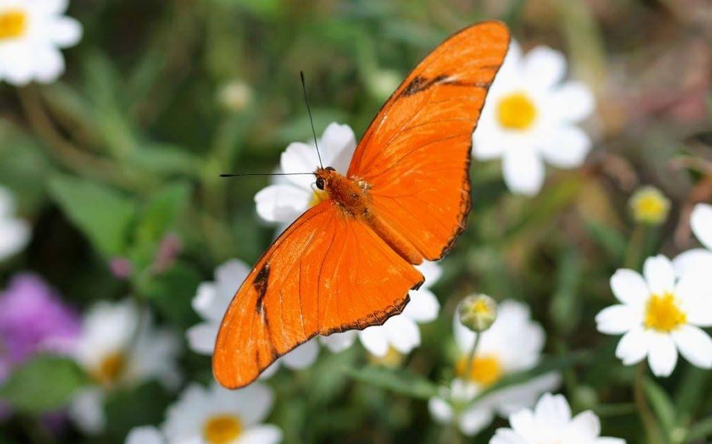 Butterfly Habitat Exhibit Returning to Springs Preserve in Las Vegas