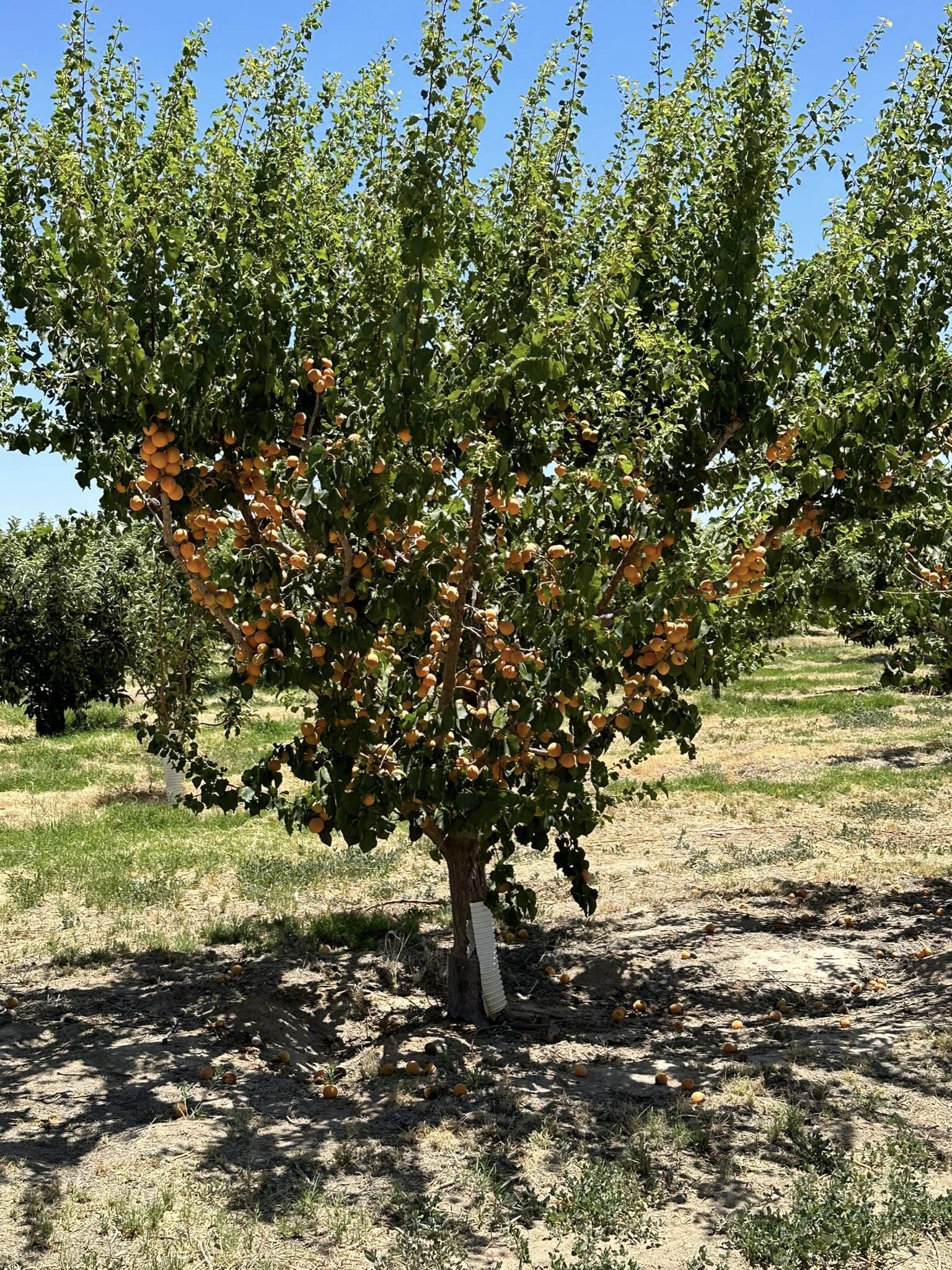 fruit tree at Gilcrease Orchard