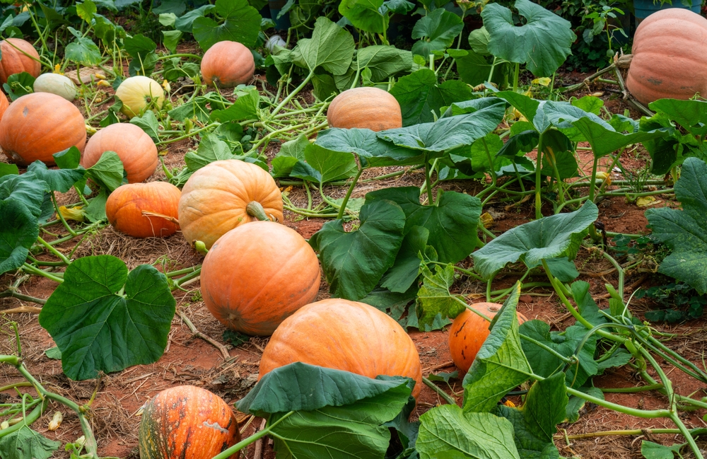 Pick Pumpkins at Vegas' Famous Orchard