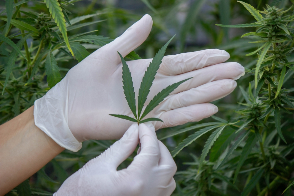 Discover 420 Events in Las Vegas