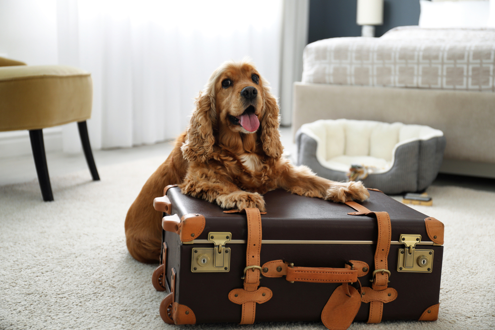 Can You Bring Pets When You Stay at the Luxor?