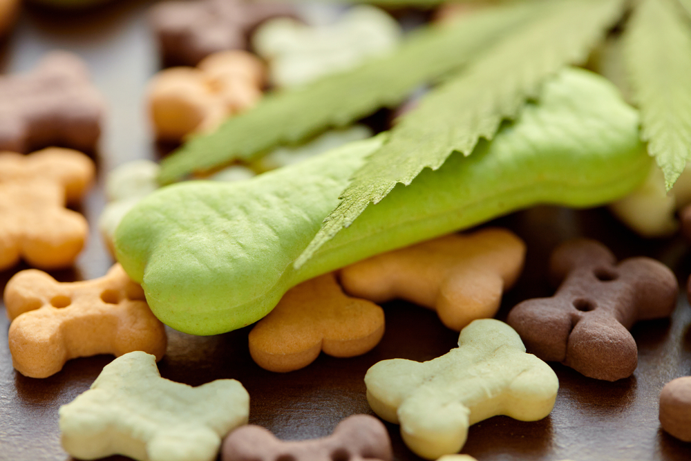 Where to Shop for Pet-Friendly CBD Products in Vegas