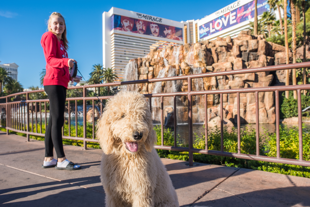 white dog on the Las Vegas Strip. The Mirage and a woman in red are in the background,