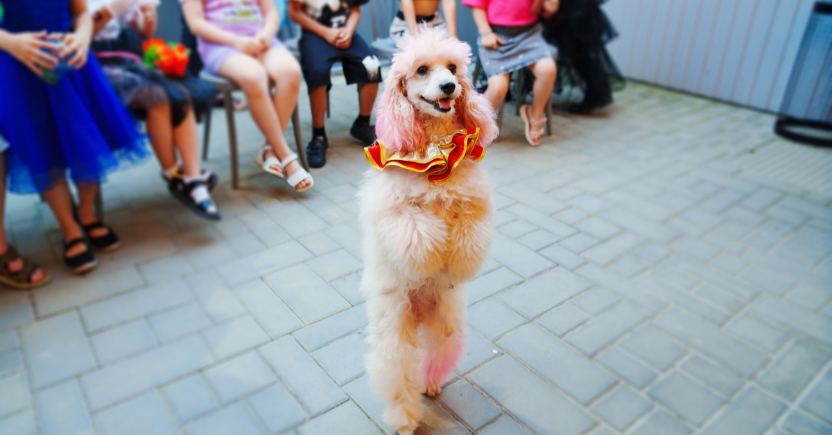 Paws, Claws, and Applause: Vegas' Furry Headliners