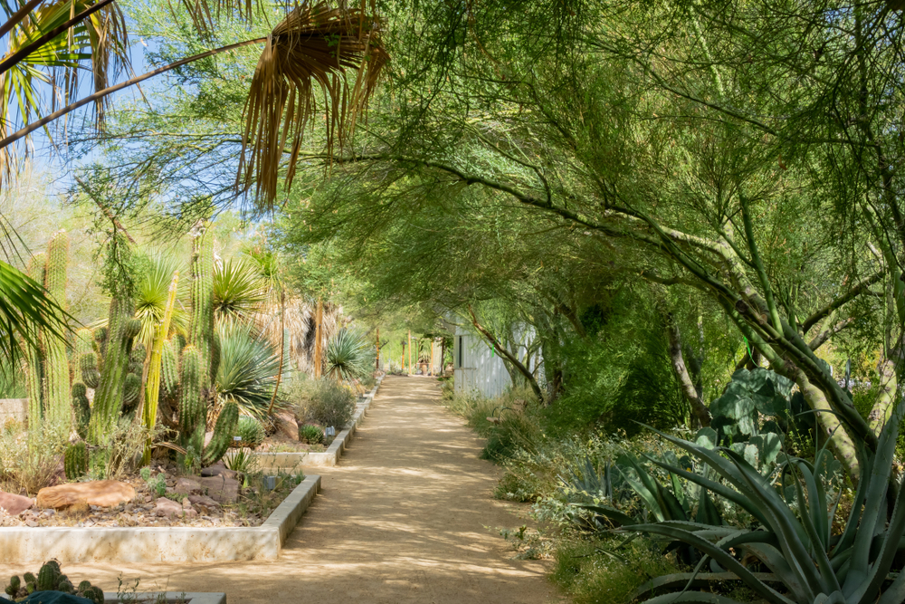 trail at las vegas springs preserve
